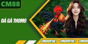 Đá Gà Thomo