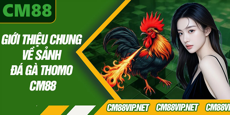 Giới Thiệu Chung Về Sảnh Đá Gà Thomo CM88