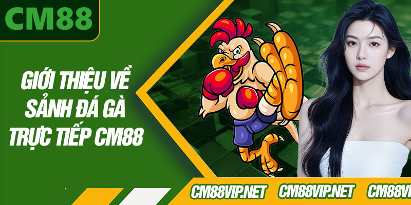 Giới Thiệu Về Sảnh Đá Gà Trực Tiếp CM88