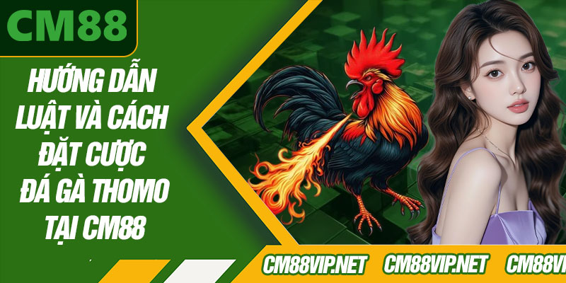 Hướng Dẫn Luật Và Cách Đặt Cược Đá Gà Thomo Tại CM88