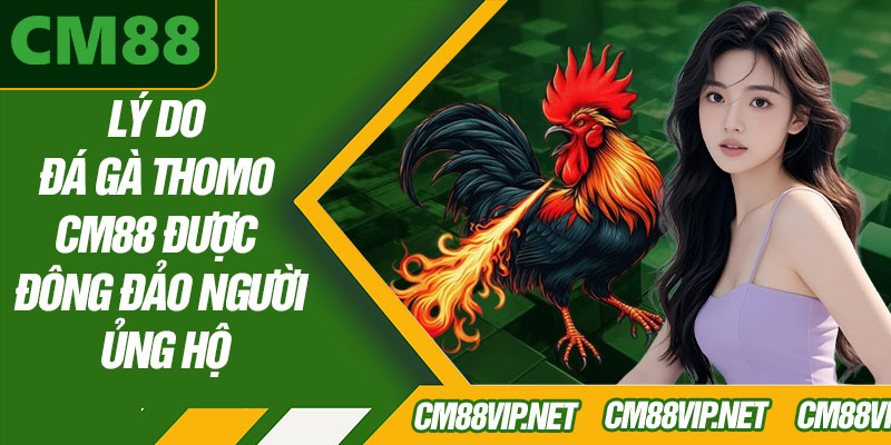 Lý Do Đá Gà Thomo CM88 Được Đông Đảo Người Ủng Hộ